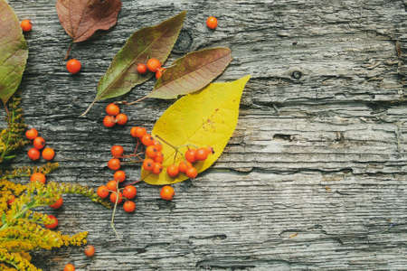 Autumn pattern of ashberry and fallen leaves on old wooden backgroundの写真素材