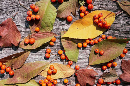 Autumn pattern of ashberry and fallen leaves on old wooden background