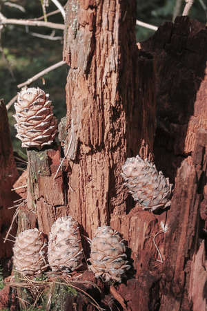 Cedar cones on a cedar stump in the forestの写真素材