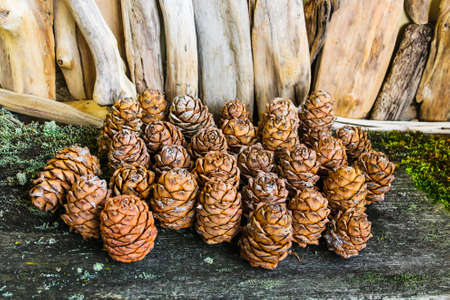 Brown cedar cones on a wooden backgroundの写真素材