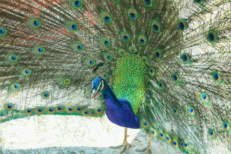 Peacock in the Sveti Naum monastery on Ohrid lake, Macedonia FYROM