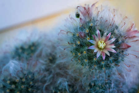 Pink flower of cactus Mammillaria bocasana surrounded by hair-like spines.の写真素材