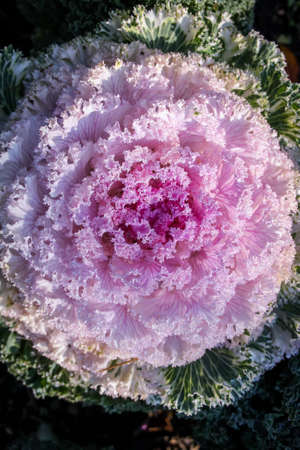 Flowering decorative purple-pink cabbage plant in garden.の写真素材
