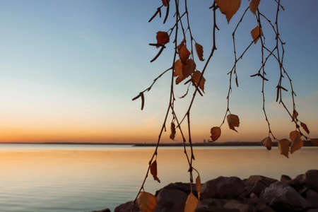 Yellow leafed plants on river backdrop in sunset. Fall natureの写真素材