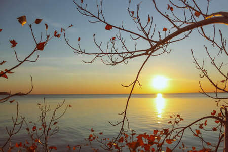Yellow leafed plants on river backdrop in sunset. Fall natureの写真素材