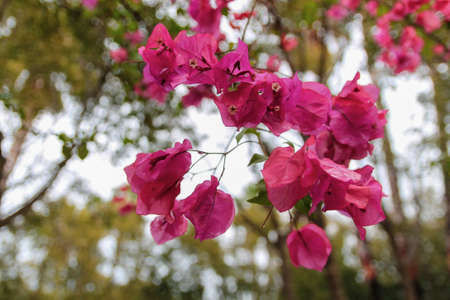 Beautiful pink bougainvillea blooming, Bright pink bougainvillea flowers as a floral background