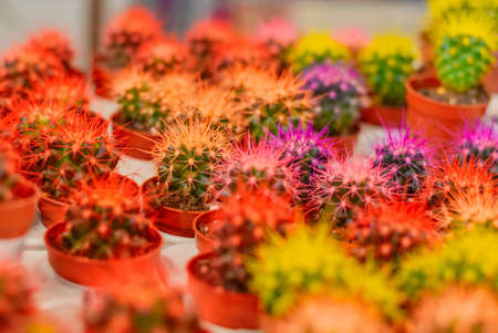 Collection of various exotic multi color cactus plants in potの写真素材