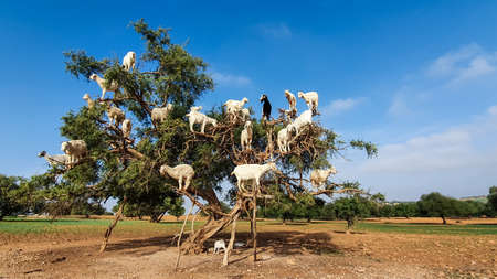 Moroccan goats in an Argan tree Argania spinosa eating Argan nuts