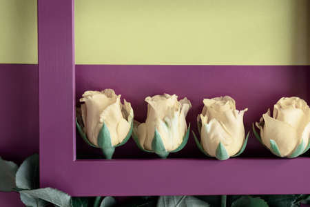 Lovely yellow roses inside a raspberry color frameの写真素材