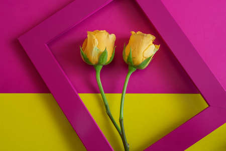 Lovely yellow roses inside a raspberry color frame.の写真素材
