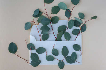 Eucalyptus branches in a white envelope. Place for textの写真素材