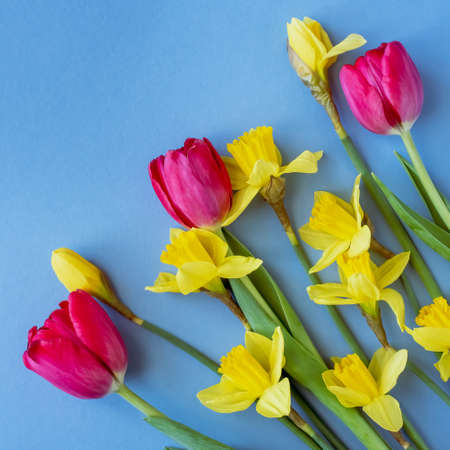 Beautiful spring flowers tulips, daffodils on a blue backgroundの写真素材