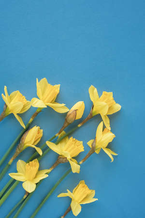 Beautiful spring flowers daffodils on a blue background.の写真素材