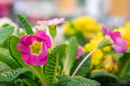 Multicolor Primrose is one of the first flowers to blossom in spring . Multicolor bright flower...