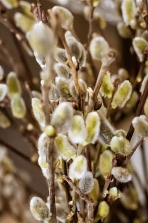 Spring bouquet for palm sunday. Willow branches with fluffy kidneys