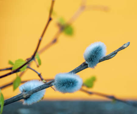 The first spring tender leaves, buds and branches. Sprig of willow.の写真素材