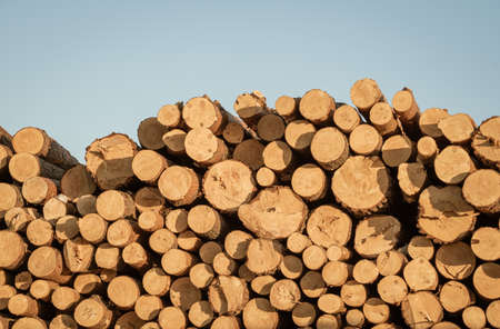 Logs with growth rings and blue sky.の写真素材