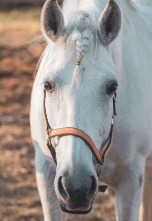 Portrait of a white horse with a braided mane pigtailの写真素材