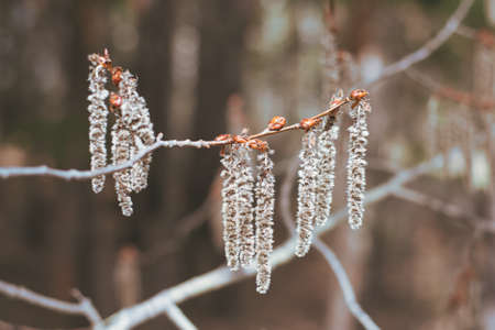 Catkins, branches and trunks of aspen trees in spring forest