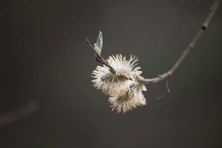 Yellow flowering willow branch in spring forest