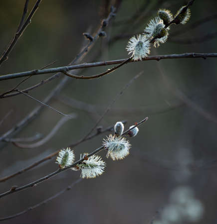 Yellow flowering willow branch in spring forest
