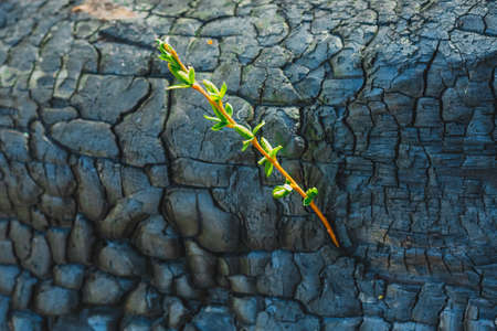 Green sprout on a burned tree. The concept of a new life.の写真素材