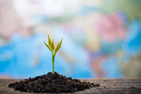 New concept of life and renewal. Small green sprout on a background of the map of Europe.の写真素材