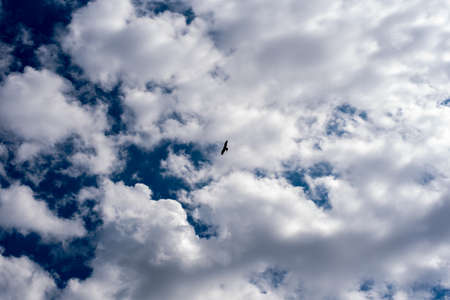 Black kite flies in white cloudsの写真素材