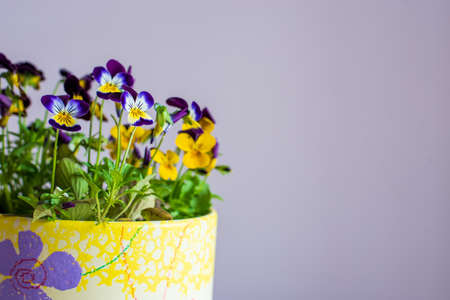 Beautiful blooming viola corneta purple yellow spring flowers in a flower potの写真素材