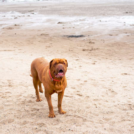 Brown mastiff dog on the sand by the lakeの写真素材