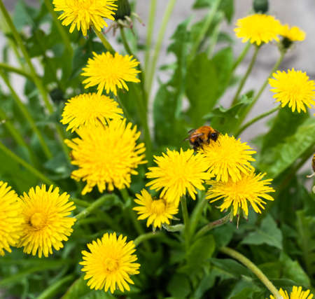 Bumblebee pollinating a dandelion flower against a blurry green background.の写真素材