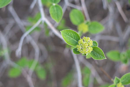 Flower buds viburnum tinus in spring forest.