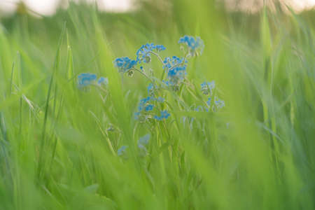 Blurred background of green grass and blue forget-me-not.の写真素材