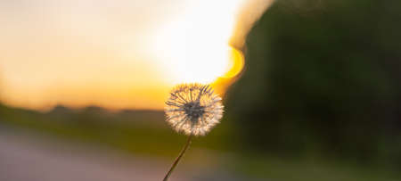Abstract dandelion flower on gold backgroundの写真素材