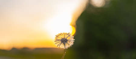 Abstract dandelion flower on gold backgroundの写真素材