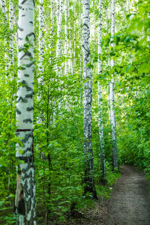 Path among birches in the spring forest.