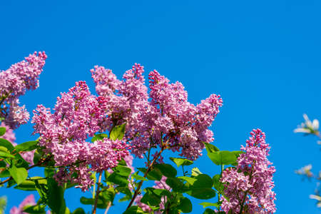 Purple lilac branch in spring against blue sky.の写真素材