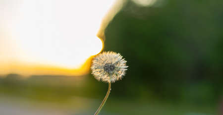 Abstract dandelion flower on gold background