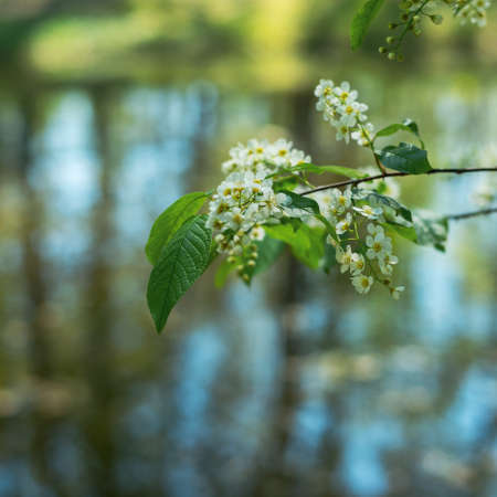 Bird cherry flowers in sunny day, close-up.の写真素材