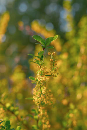 Branches of a flowering barberry shrub with yellow flowers in a spring Park.の写真素材