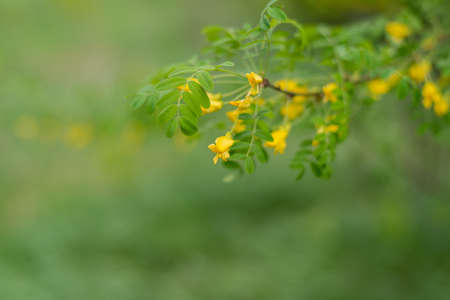 Yellow acacia flowers in spring forest on a background of green grass.の写真素材