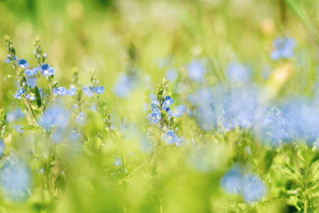 Blurred background of green grass and blue forget-me-not.の写真素材
