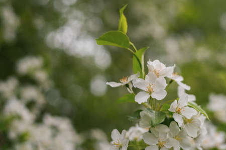 Blooming apple tree in spring time. White flowers