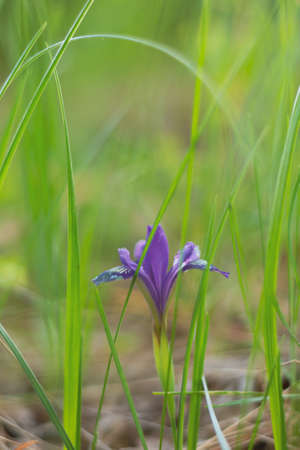 Blurred background of green grass and blue cuckoo flowers tearslurredの写真素材