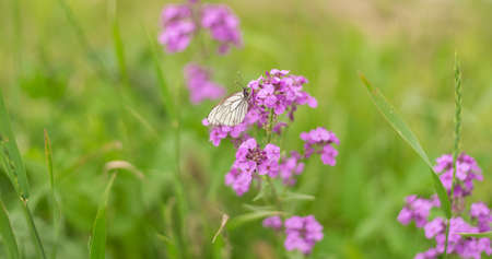 White butterfly cabbage on a pink phlox flower