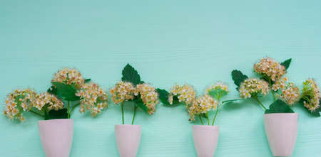 Delicate white hawthorn flowers in white pots.の写真素材