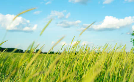 Agricultural field with young wheat against the blue sky.
