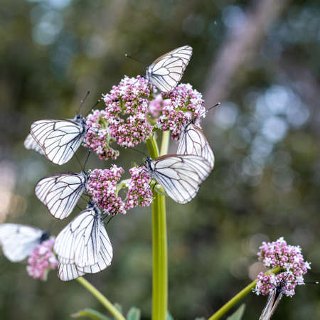 White Cabbage Butterfly -Pieris rapae on a pink flowerの写真素材