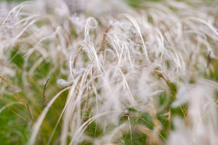 Feather grass in the wind in a summer meadow.の写真素材