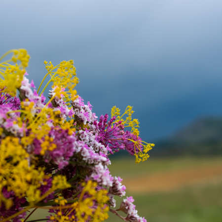 Bouquet of yellow and purple flowers on a natural background.の写真素材